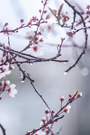 春天桃花摄影素材