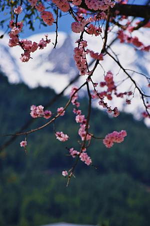 春天桃花摄影素材