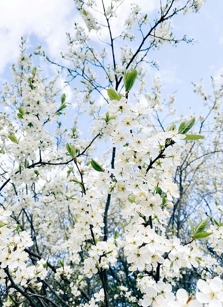 春天桃花摄影素材