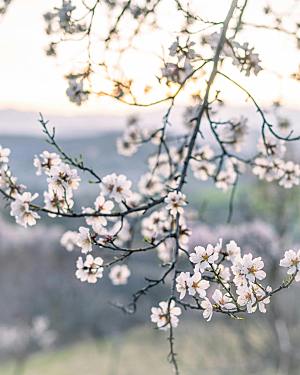 春天桃花摄影素材