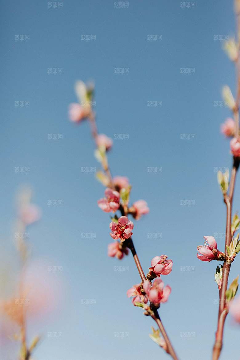 春天桃花摄影素材