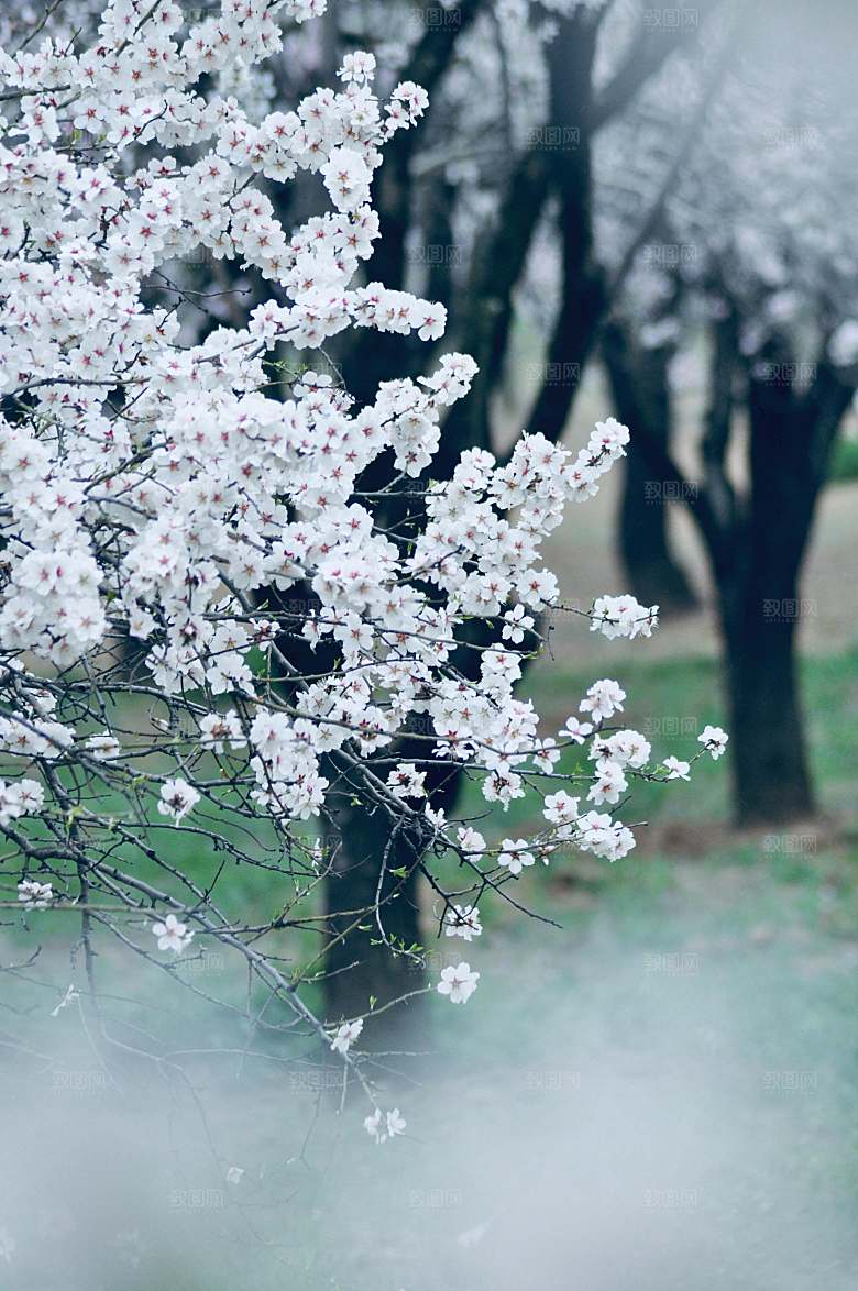 春天桃花摄影素材
