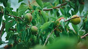 桃子果树树枝摄影素材