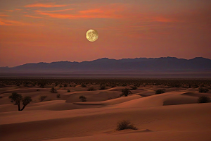 沙漠的狂野在沙漠中释放自由的灵魂