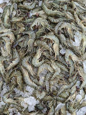 美食海鲜大虾摄影素材