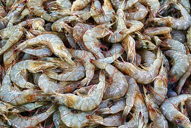 鲜虾冰海鲜摄影素材