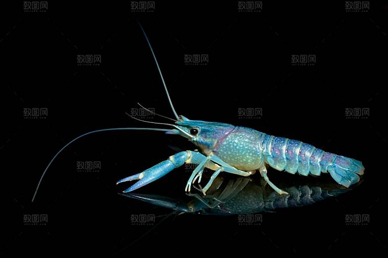 海鲜龙虾摄影素材