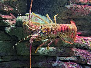海鲜龙虾摄影素材