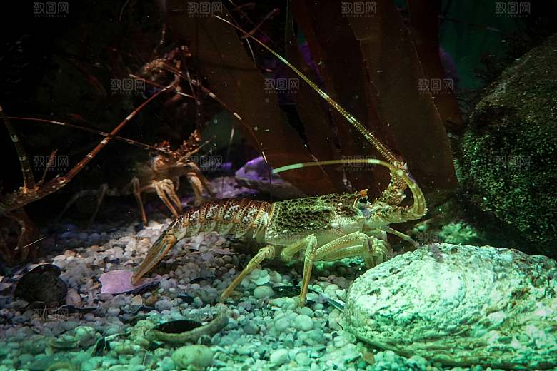 海鲜龙虾摄影素材