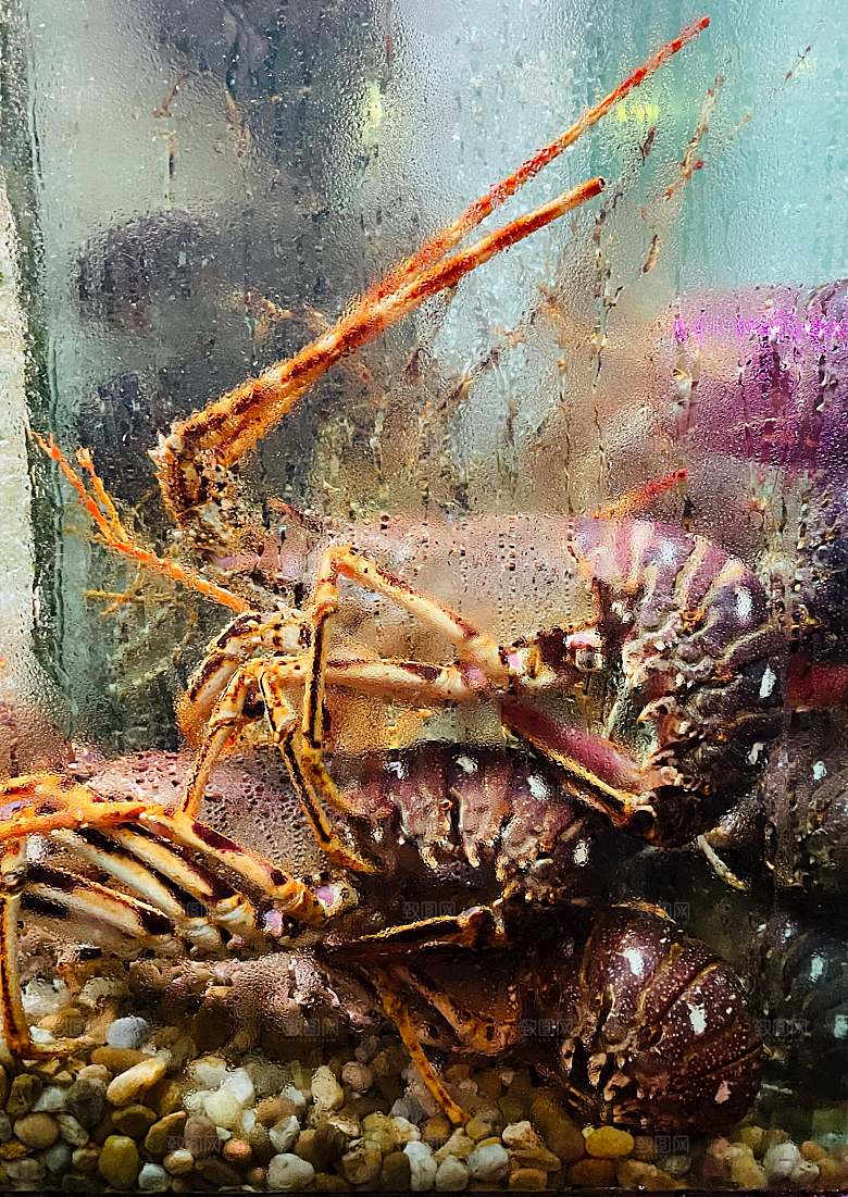 海鲜龙虾摄影素材