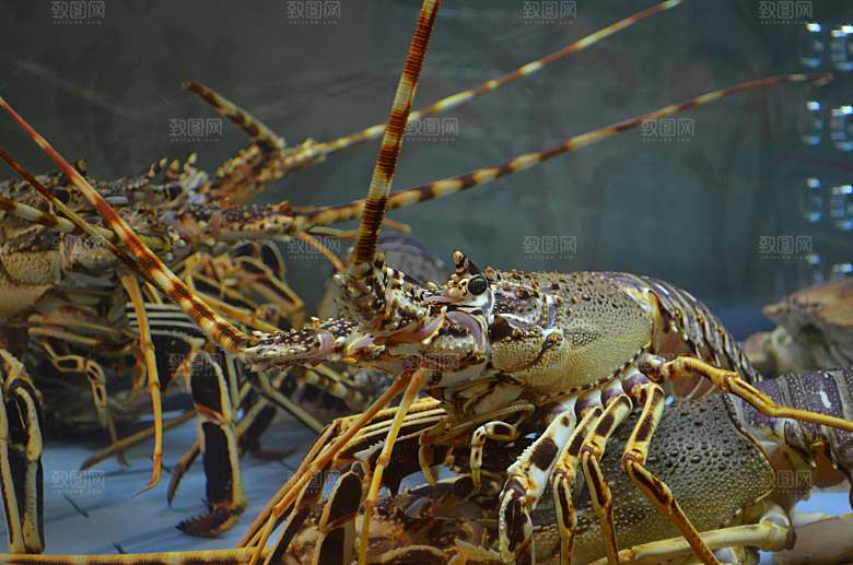 海鲜龙虾摄影素材