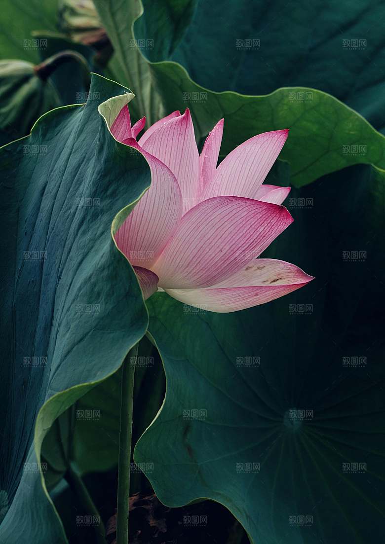 粉色百合花摄影特写素材