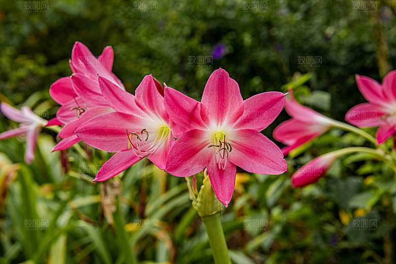 粉色百合花摄影特写素材