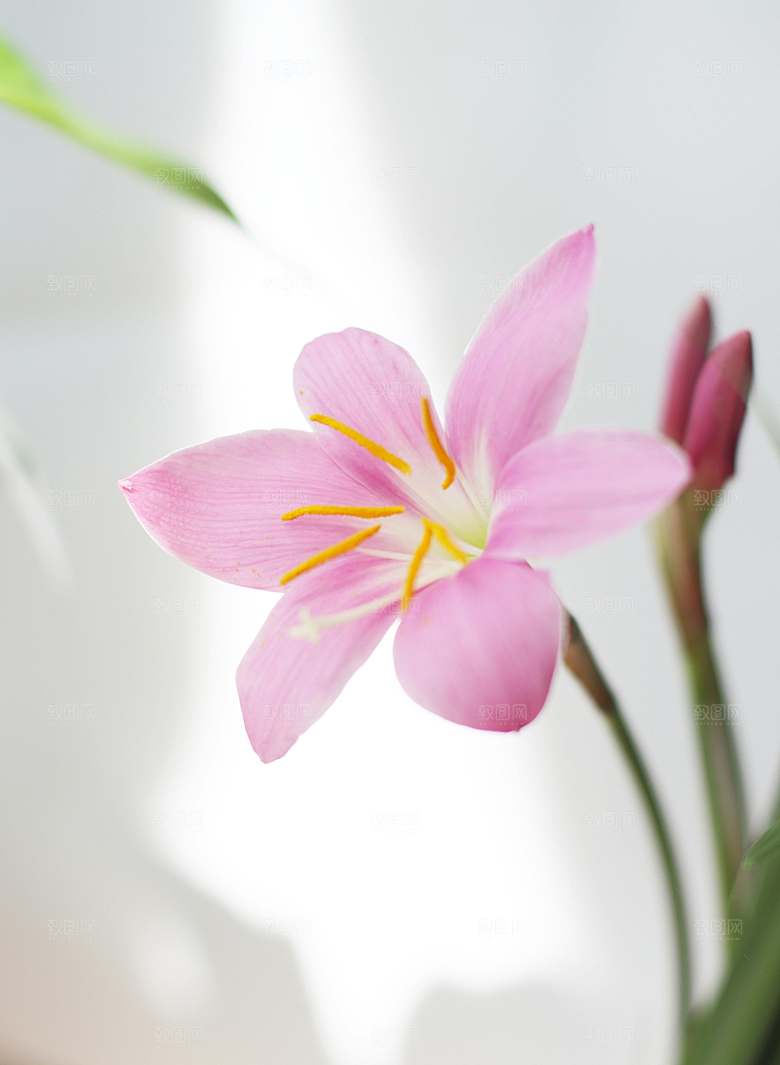 粉色百合花摄影特写素材
