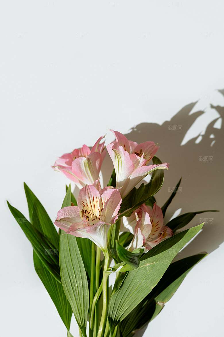 粉色百合花摄影特写素材