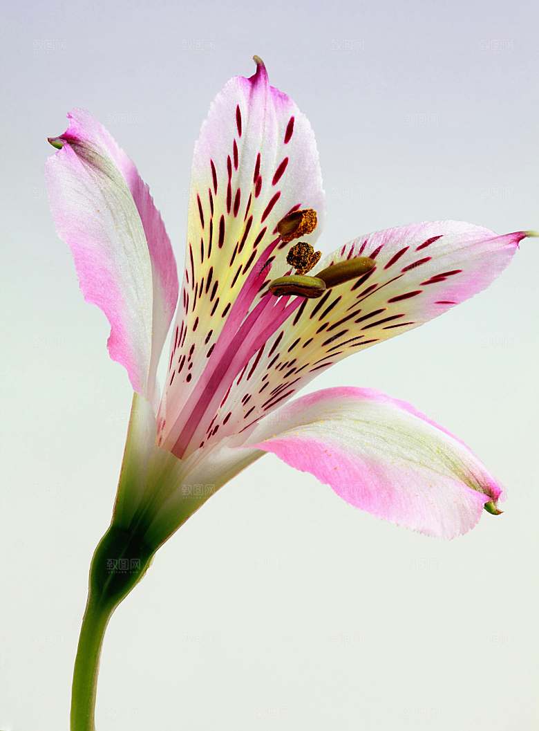 粉色百合花摄影特写素材