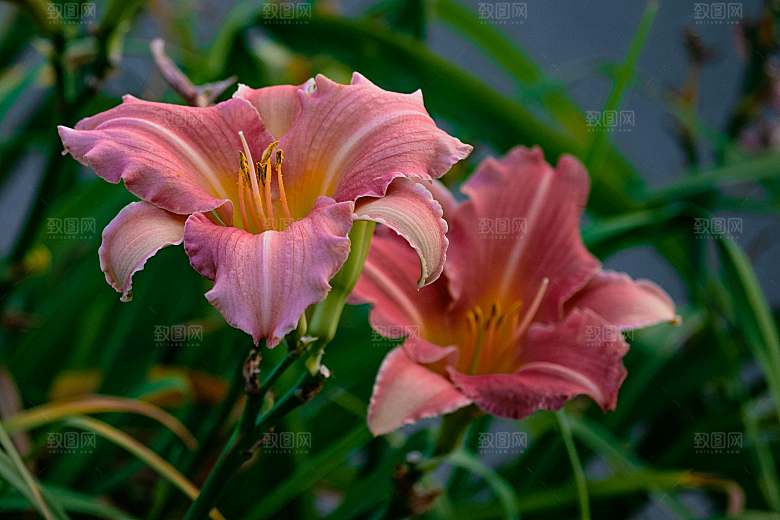 粉色百合花摄影特写素材