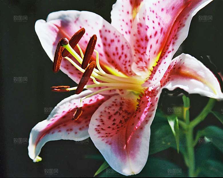 粉色百合花摄影特写素材
