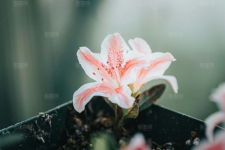 粉色百合花摄影特写素材