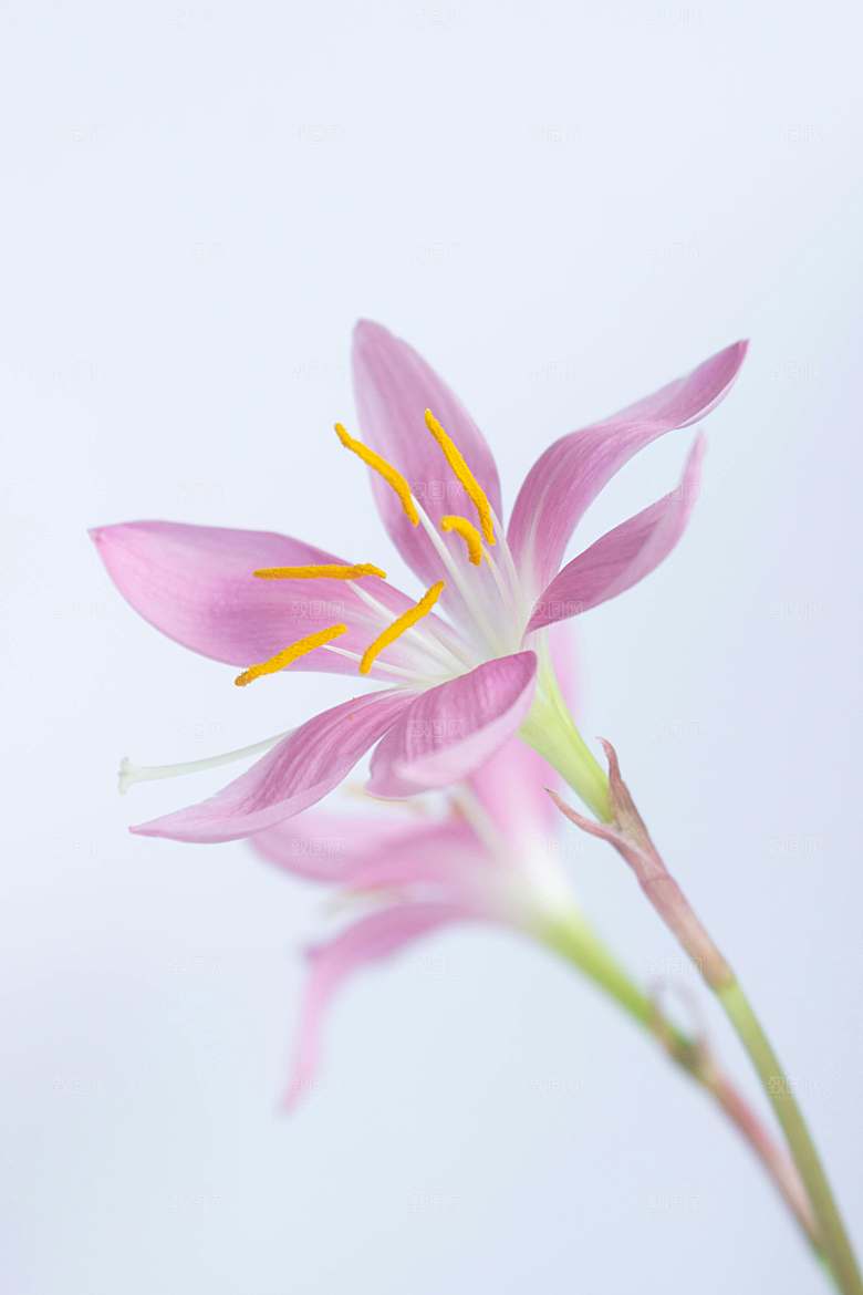 百合花鲜花花卉摄影