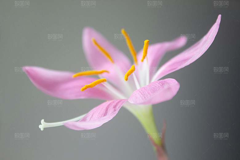 百合花鲜花花卉摄影