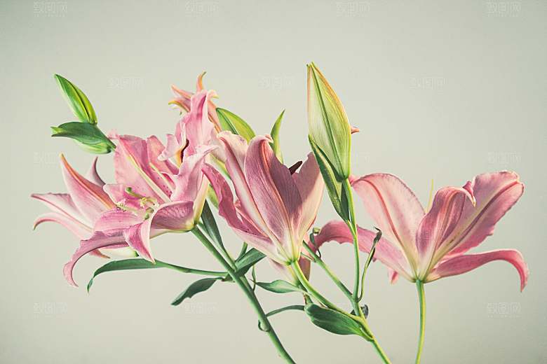 百合花鲜花花卉摄影