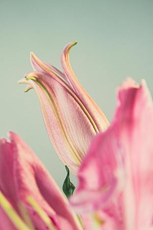 百合花鲜花花卉摄影