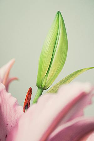 百合花鲜花花卉摄影