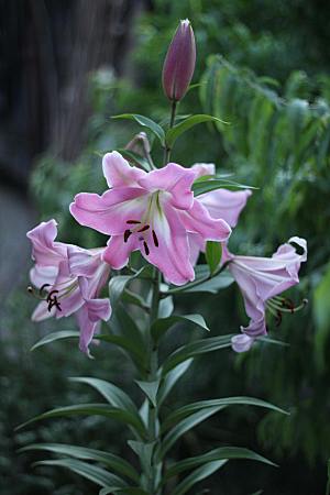 百合花鲜花花卉摄影