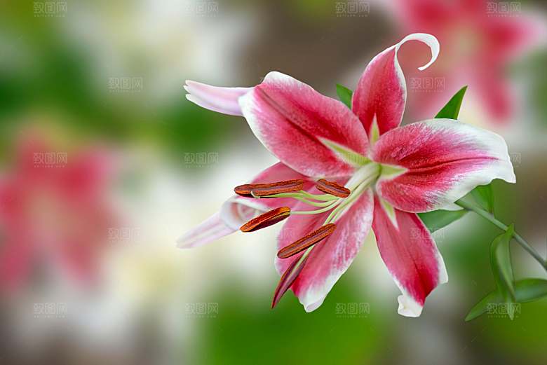 百合花鲜花花卉摄影