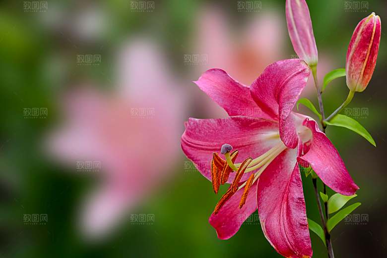 百合花鲜花花卉摄影