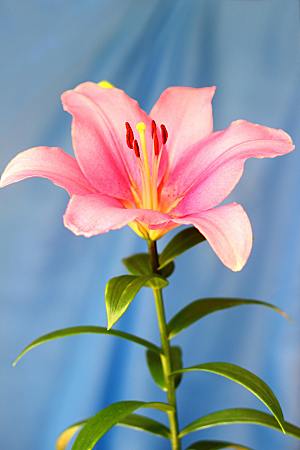 百合花鲜花花卉摄影