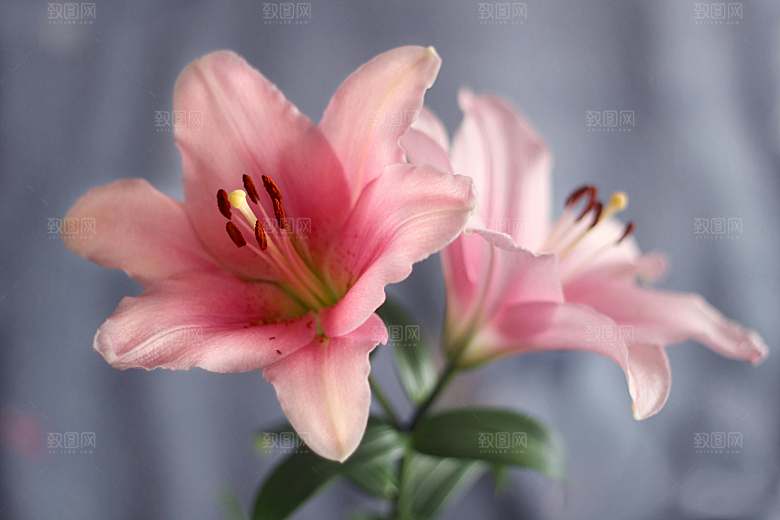 百合花鲜花花卉摄影