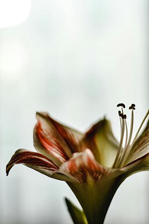百合花鲜花花卉摄影