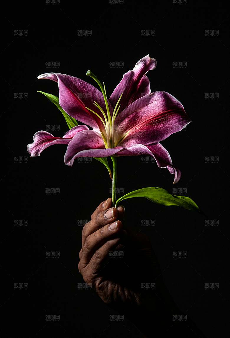 粉色鲜花花朵花卉摄影