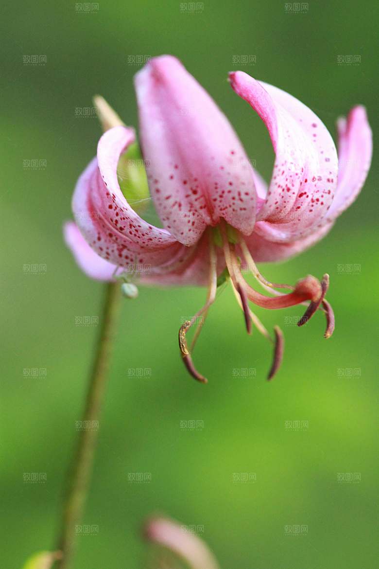 粉色鲜花花朵花卉摄影