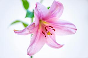 粉色鲜花花朵花卉摄影