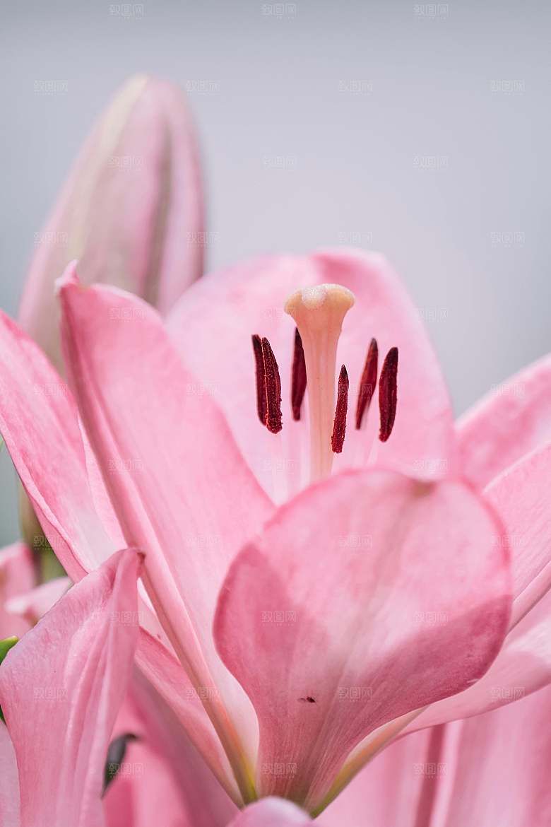 粉色鲜花花朵花卉摄影