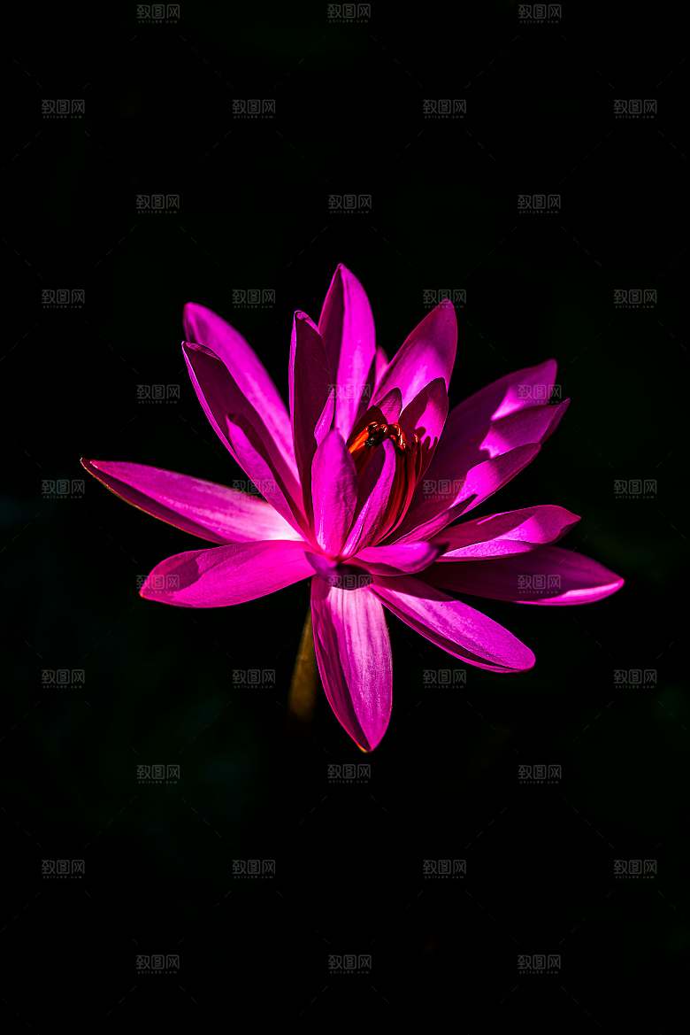 粉色鲜花花朵花卉摄影