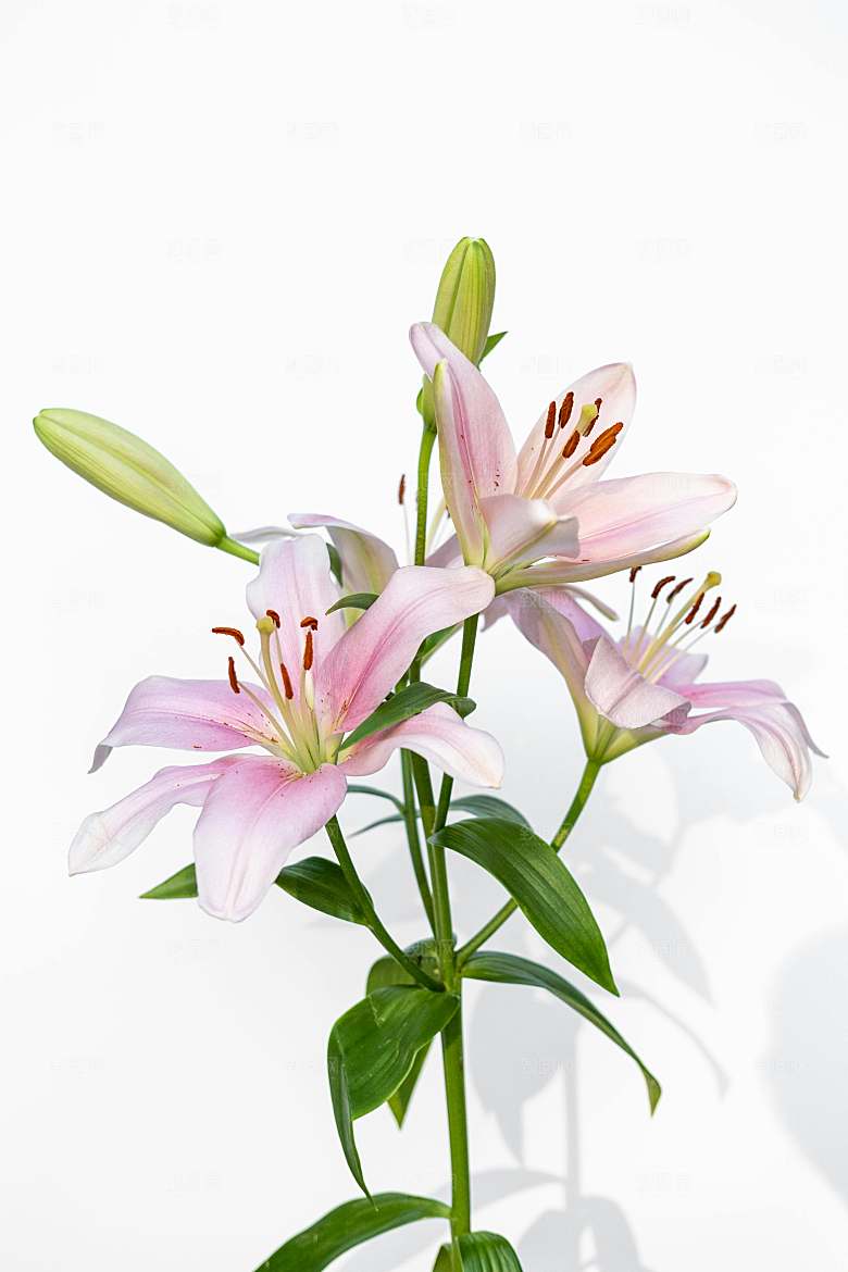 百合鲜花粉色花朵摄影
