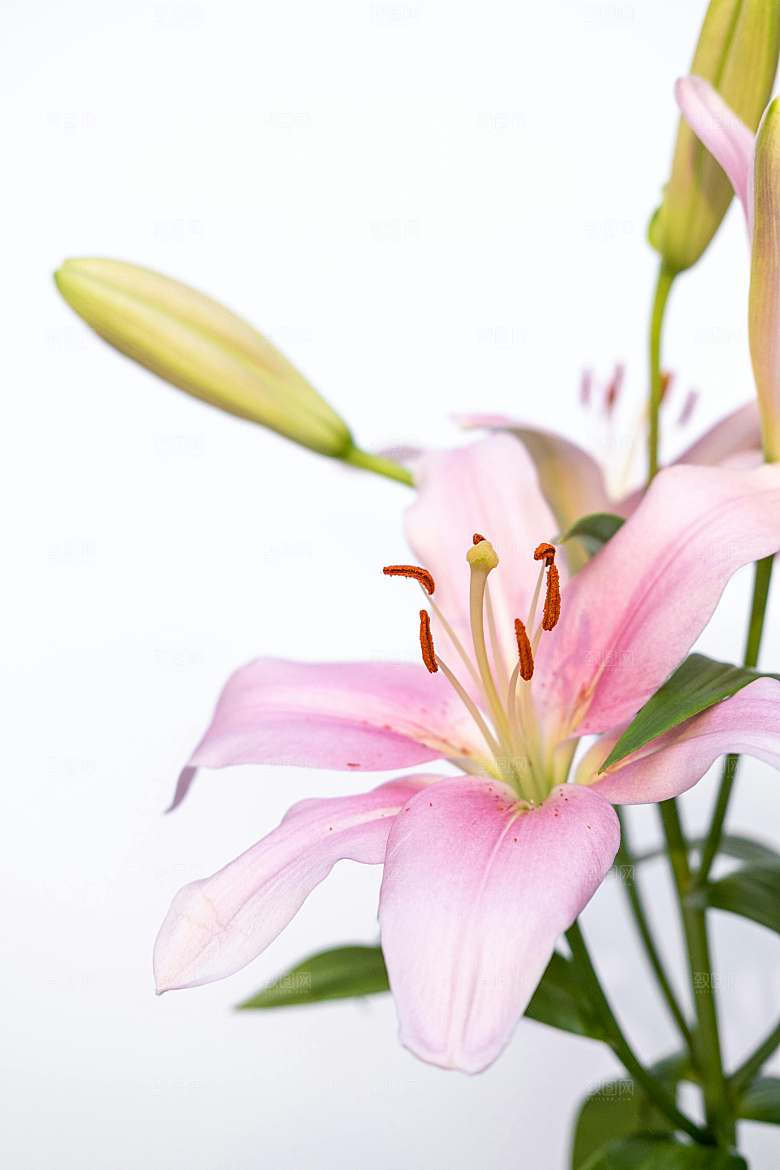 百合鲜花粉色花朵摄影