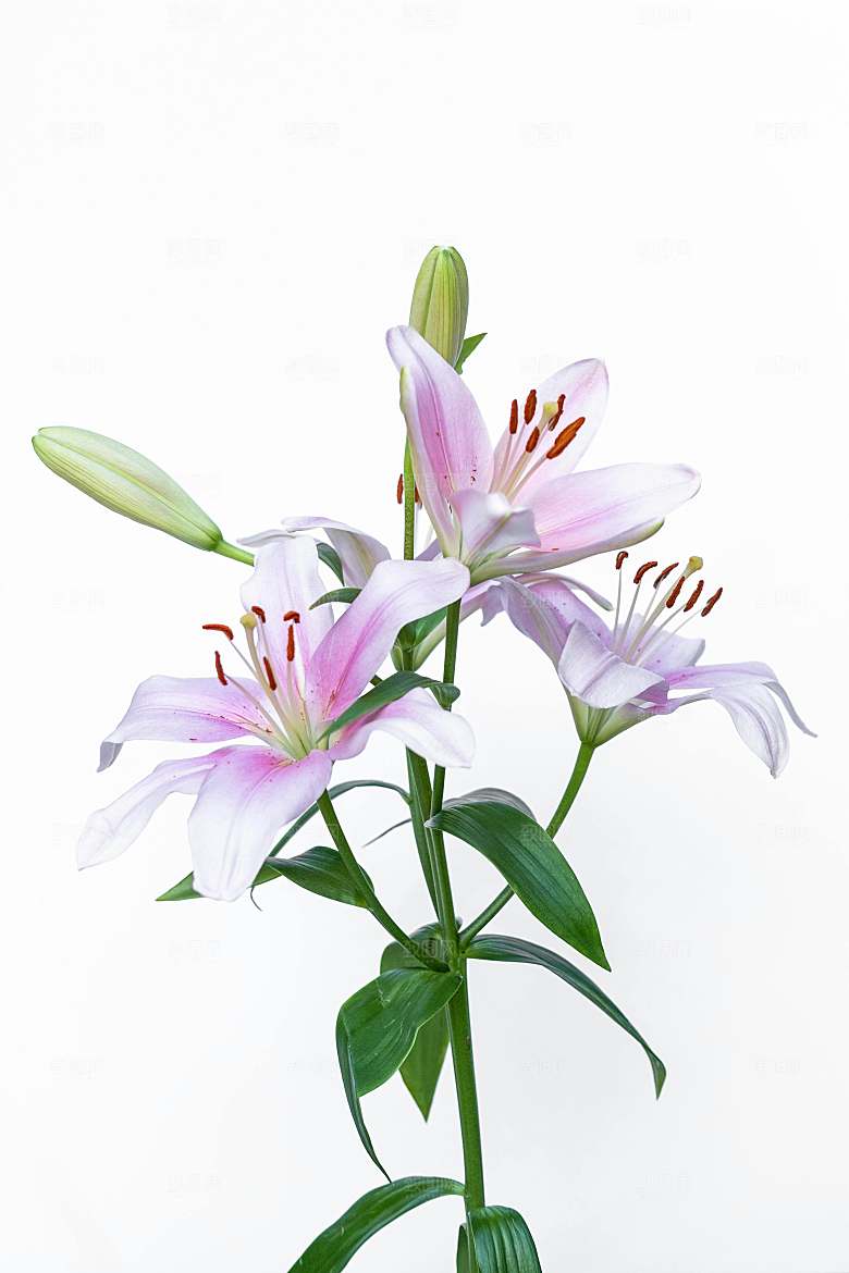 百合鲜花粉色花朵摄影