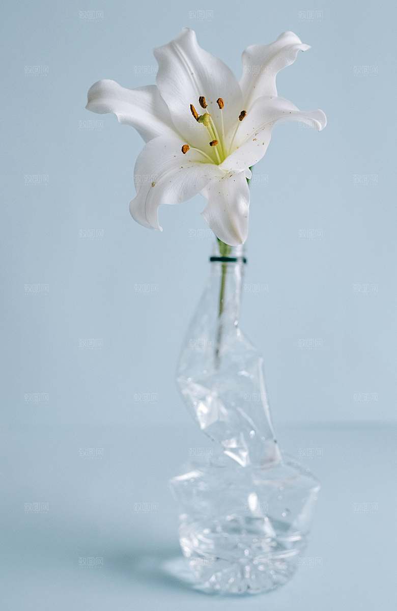 百合鲜花粉色花朵摄影