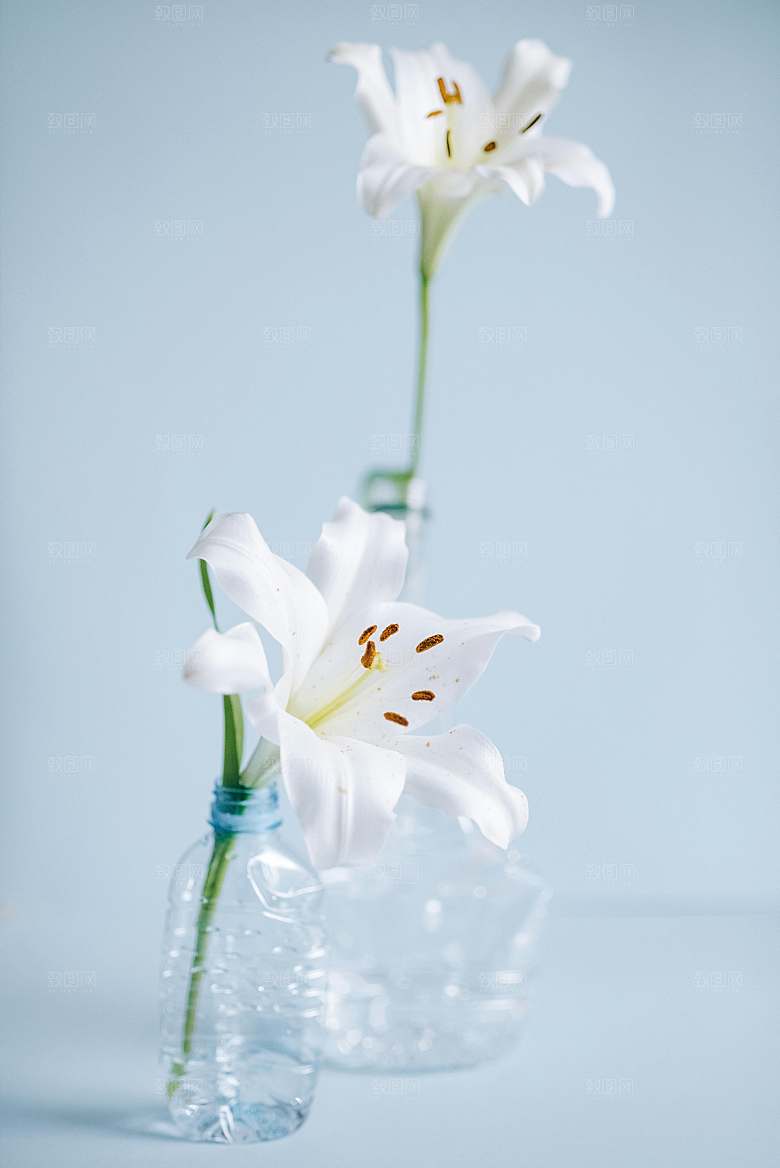 百合鲜花粉色花朵摄影