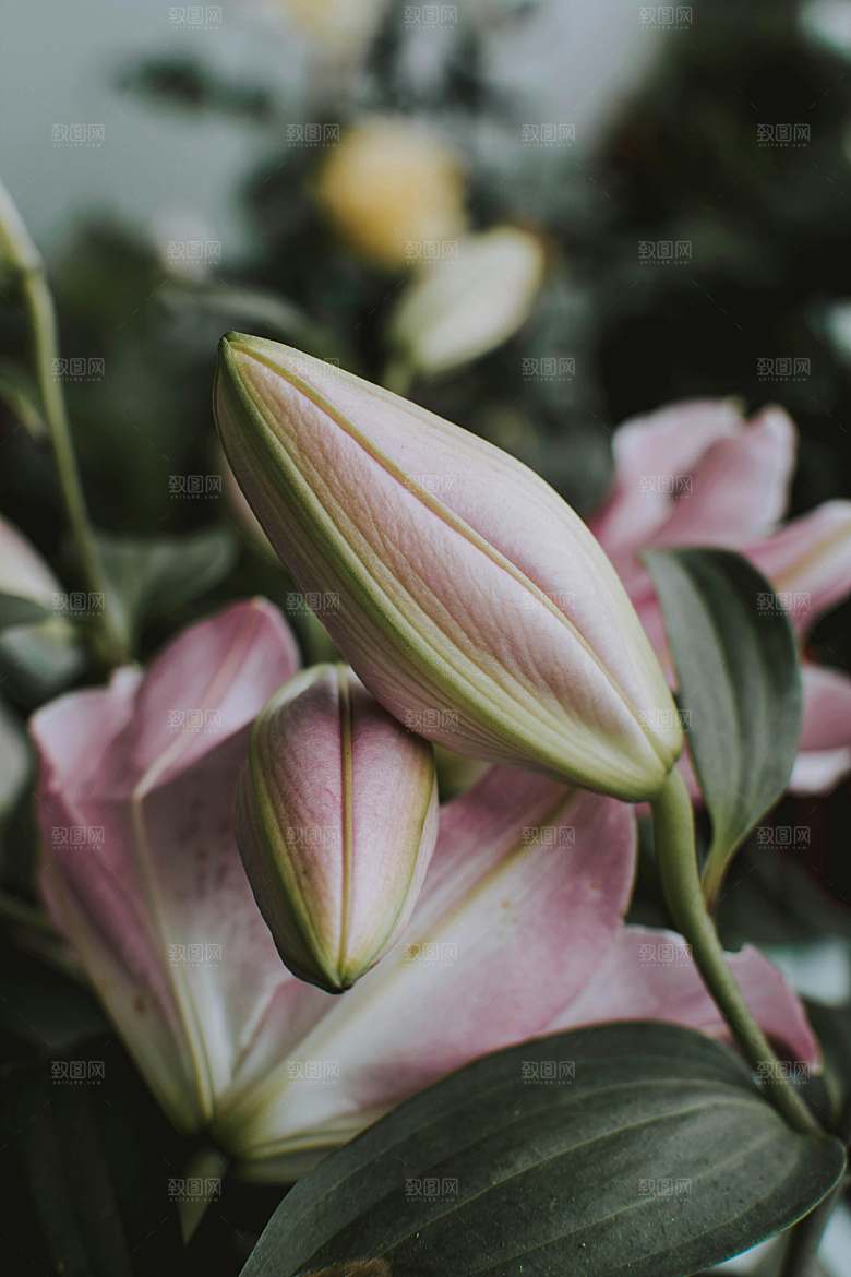 百合鲜花粉色花朵摄影