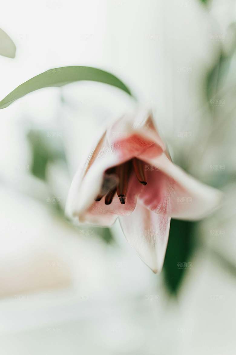 百合鲜花粉色花朵摄影