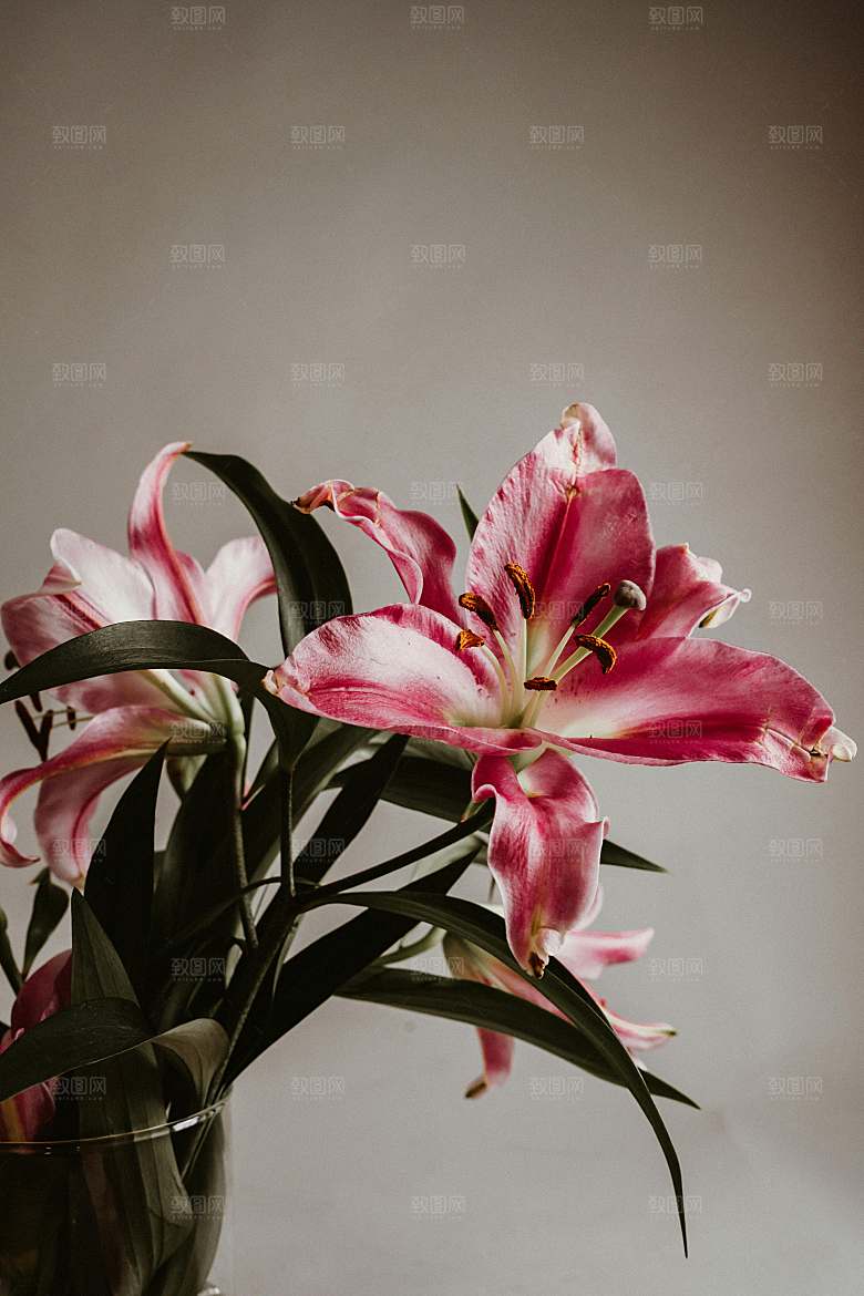 百合鲜花粉色花朵摄影