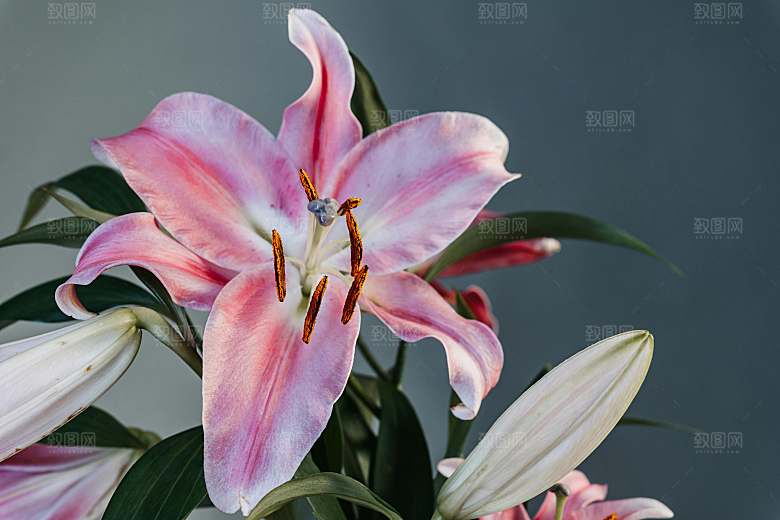 百合鲜花粉色花朵摄影