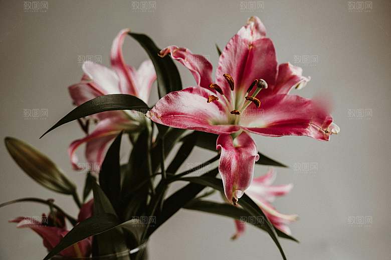 百合鲜花粉色花朵摄影