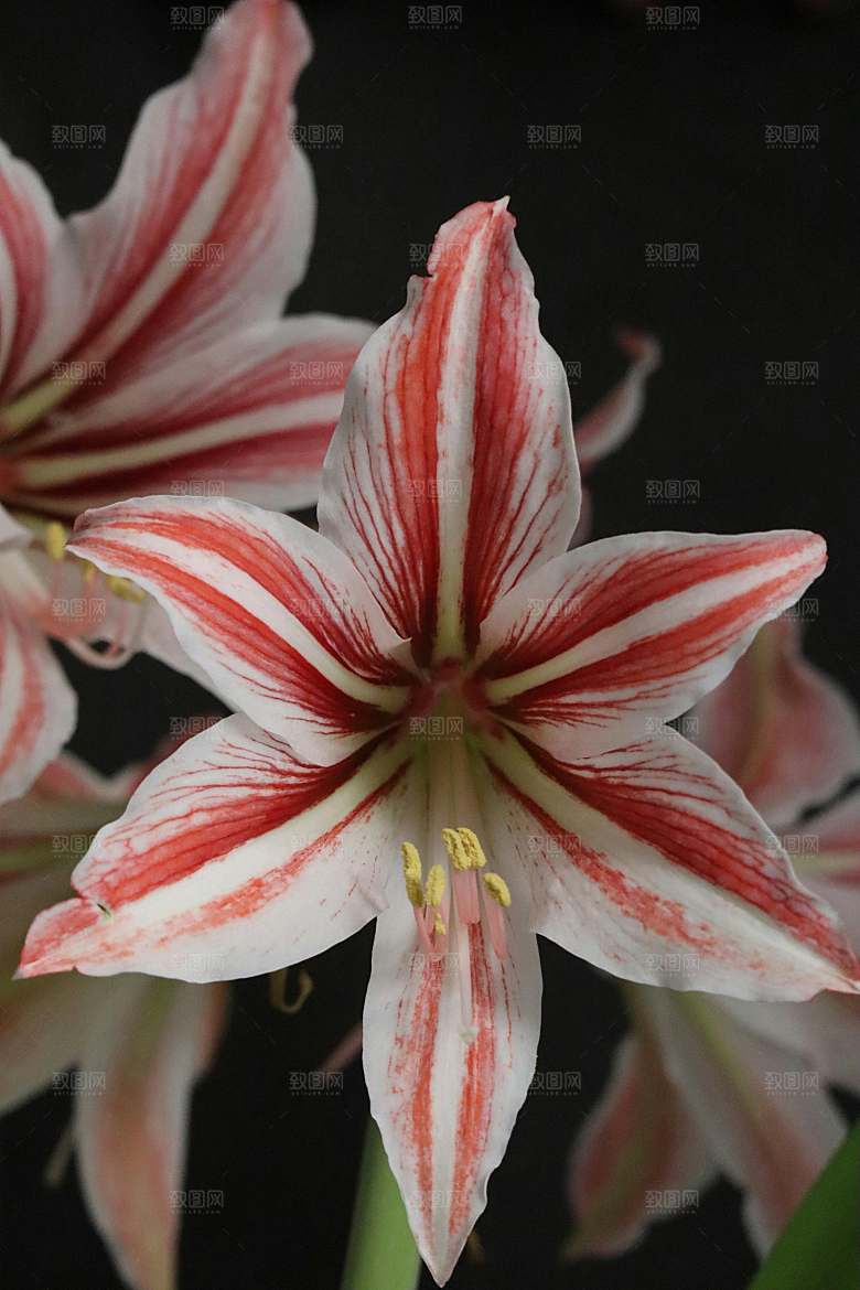 百合鲜花粉色花朵摄影